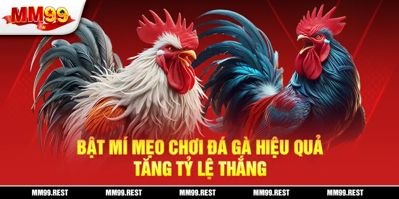 Bật mí mẹo chơi đá gà hiệu quả, tăng tỷ lệ thắng