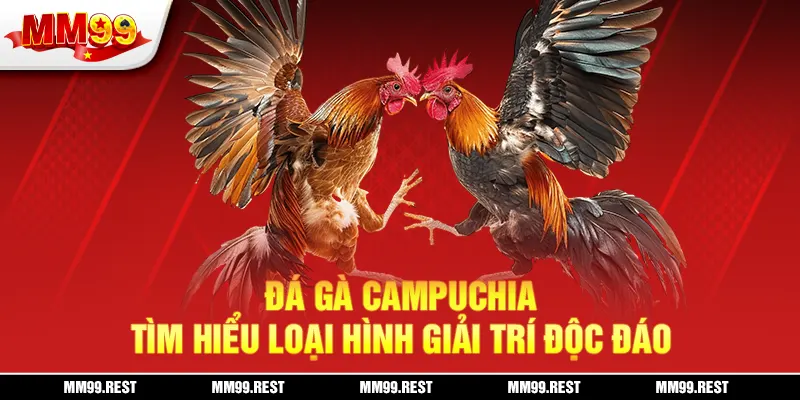 Đá Gà Campuchia - Tìm Hiểu Loại Hình Giải Trí Độc Đáo